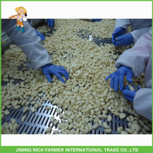 Venta caliente de exportación china 5LBS Jar fresco ajo pelado